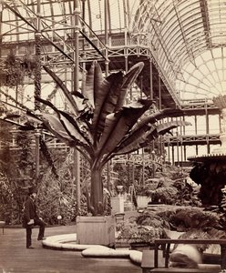 Tropiske planter i det egyptiske rommet, Crystal Palace, Sydenham, 1854